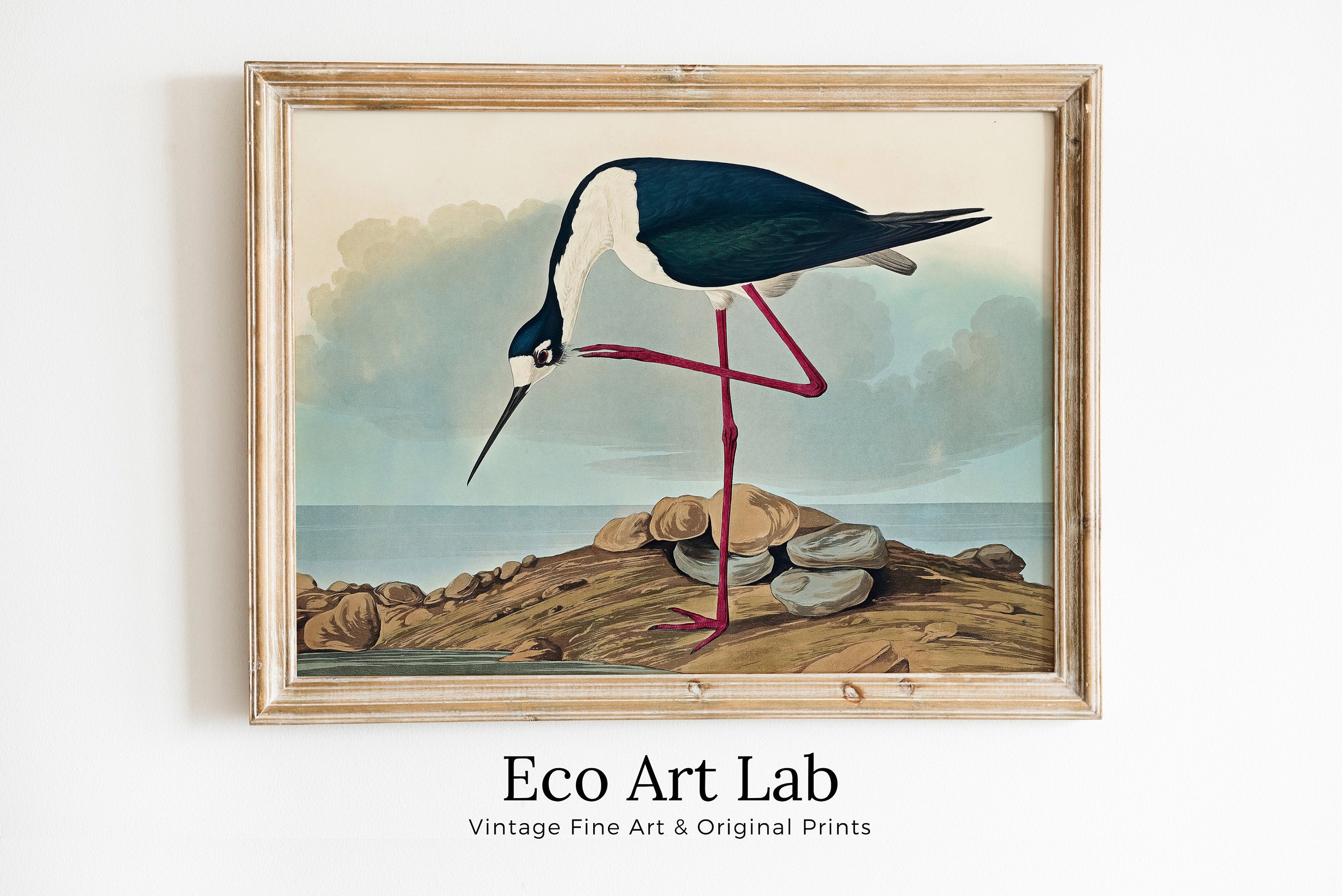 Vintage Tropical Bird Printable Wall Art. Long-legged Avocet Wildlife Nature Colorful Tropical Decor. Instant Download Bird Poster Art Print – Printable Wall Art Digital Download – Digital Download