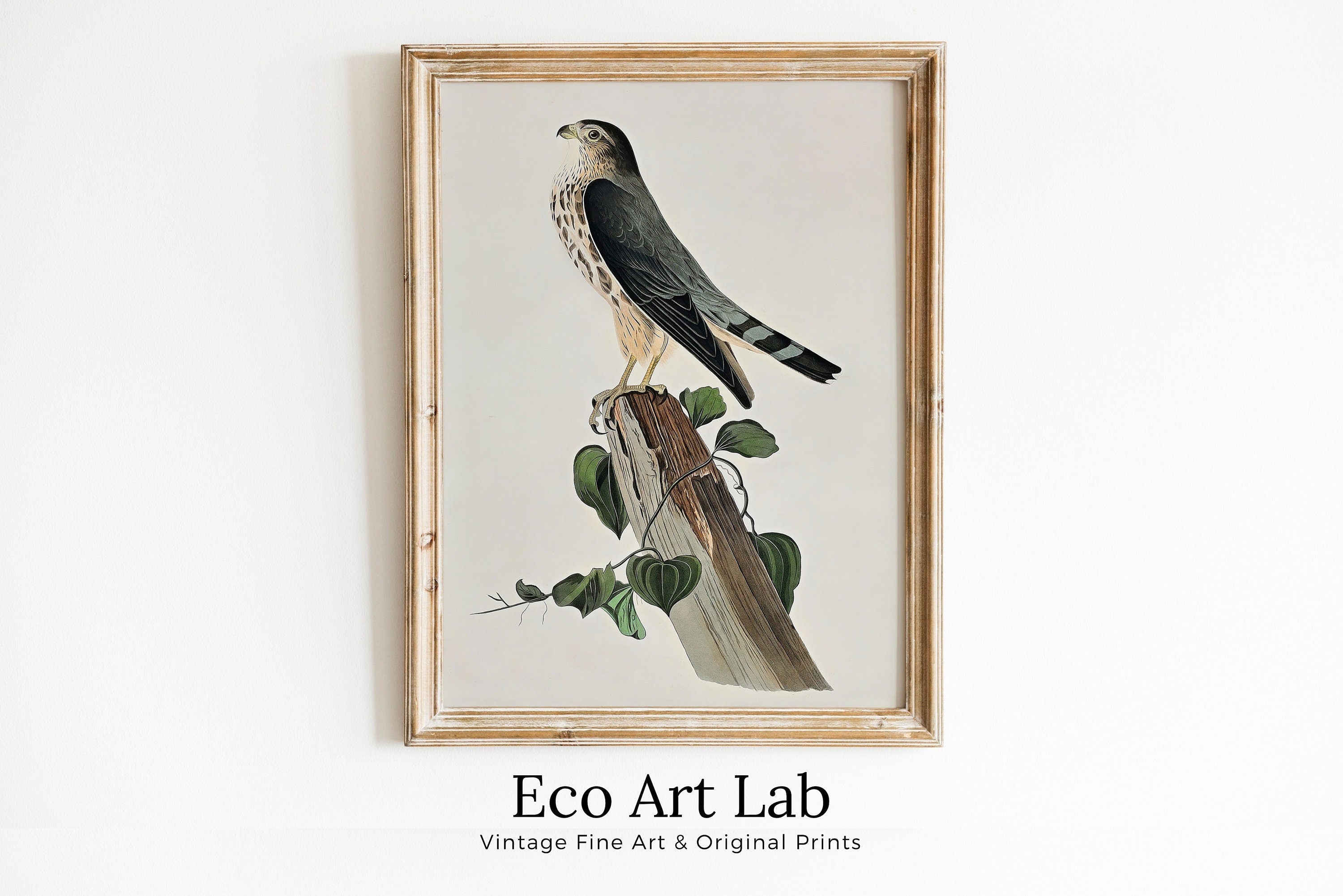 Vintage Falcon Perched on Branch Painting. Instant Download Printable Wall Art. Bird Painting. Merlin Falcon Wall Art Prints. Birds Poster – Printable Wall Art Digital Download – Digital Download