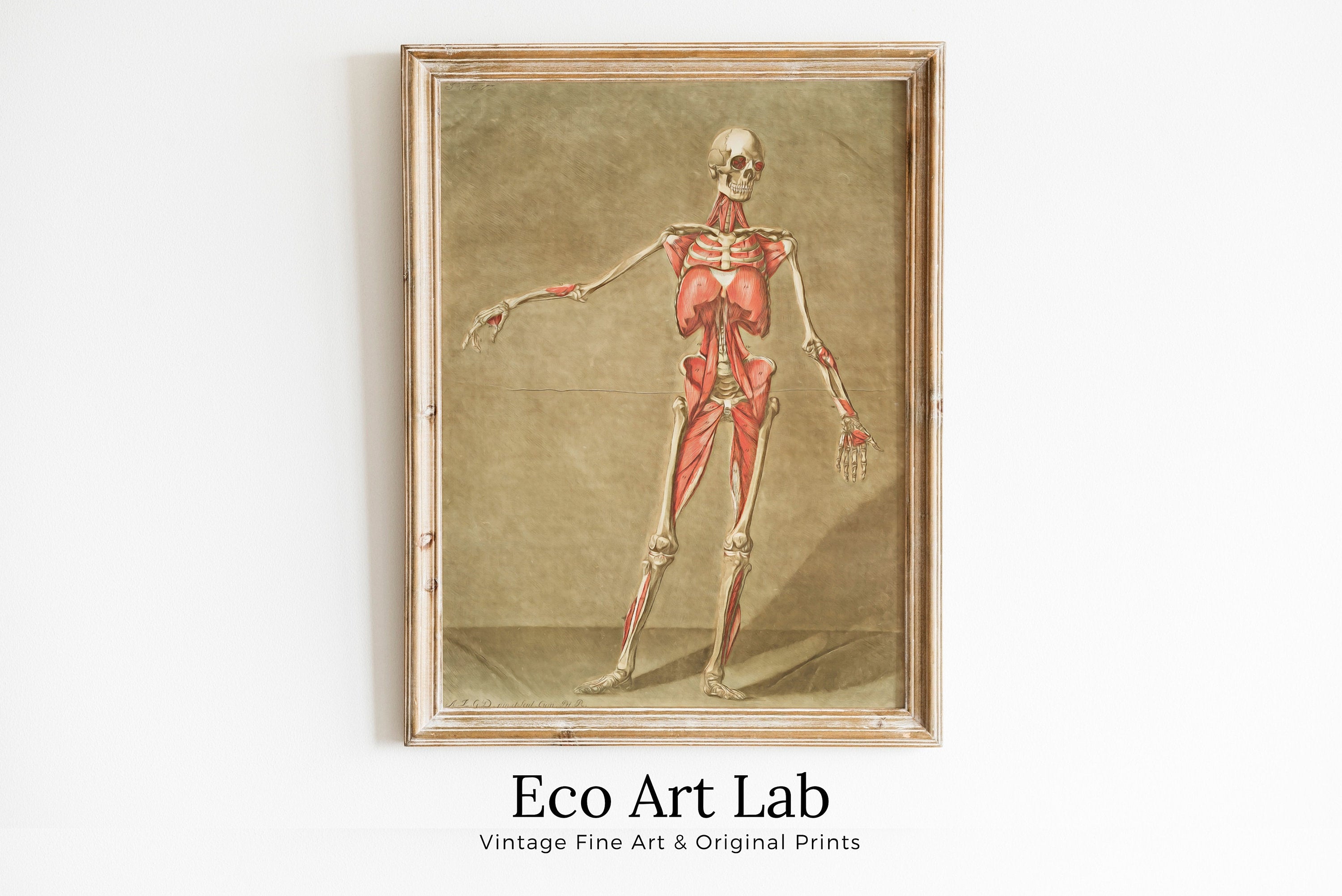 Vintage skeleton anatomical illustration. Instant download 18th century anatomy medical art. Skeleton poster art print. Printable wall art – Printable Wall Art Digital Download – Digital Download