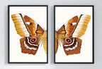 Insect Print, Moth Butterfly Print, Butterfly Set of 2 Prints – Printable Wall Art Set