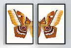 Impression d’insectes, papillons et mites : Deux impressions d’art inspirées de la nature. Idéal pour une décoration botanique.