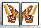 Impression d’insectes, papillons et mites : Deux impressions d’art inspirées de la nature. Idéal pour une décoration botanique.