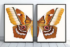 Insect Print, Moth Butterfly Print, Butterfly Set of 2 Prints – Printable Wall Art Set
