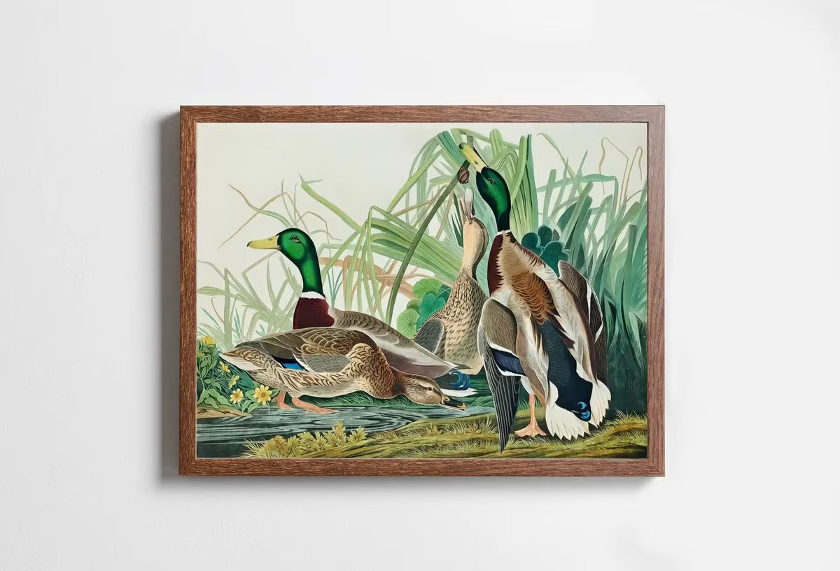 Mallard Duck Vintage Tropical Bird Printable Wall Art. Duck Painting Wildlife Nature Colorful Decor. Instant Download. Bird Poster Art Print – Printable Wall Art