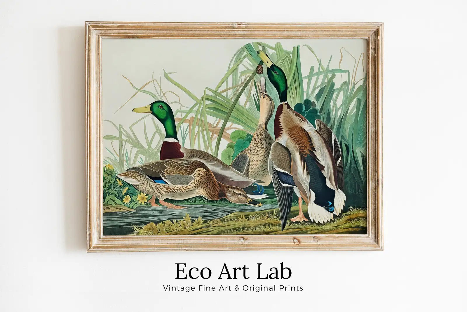 Framed view of Mallard Duck Vintage Tropical Bird Printable Wall Art. Duck Painting Wildlife Nature Colorful Decor. Instant Download. Bird Poster Art Print – printable wall art digital download.