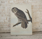 Detail view of artwork from Owl Painting Vintage Illustration Art Poster. Instant Download Owl on Tree Branch Owl Print. Printable Owl Art. Antique Owl Painting. (variation 1)