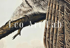Detail view of artwork from Owl Painting Vintage Illustration Art Poster. Instant Download Owl on Tree Branch Owl Print. Printable Owl Art. Antique Owl Painting. (variation 2)