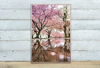 Pink Blossom Trees Reflection Printable Wall Art. Cherry Blossom Tree Floral Wall Art Print. Pink Wall Art Floral Poster Botanical Art – Printable Wall Art Digital Download – Digital Download