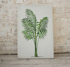 Detail view of artwork from Printable Vintage Palm Tree Art. Instant Download Botanical Wall Art Print. Vintage Tropical Poster. Palm Trees Digital Nature Print #21. (variation 1)