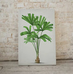 Printable Vintage Palm Tree Art. Instant Download Botanical Wall Art Print. Vintage Tropical Poster. Palm Trees Digital Nature Print #24 – Printable Wall Art