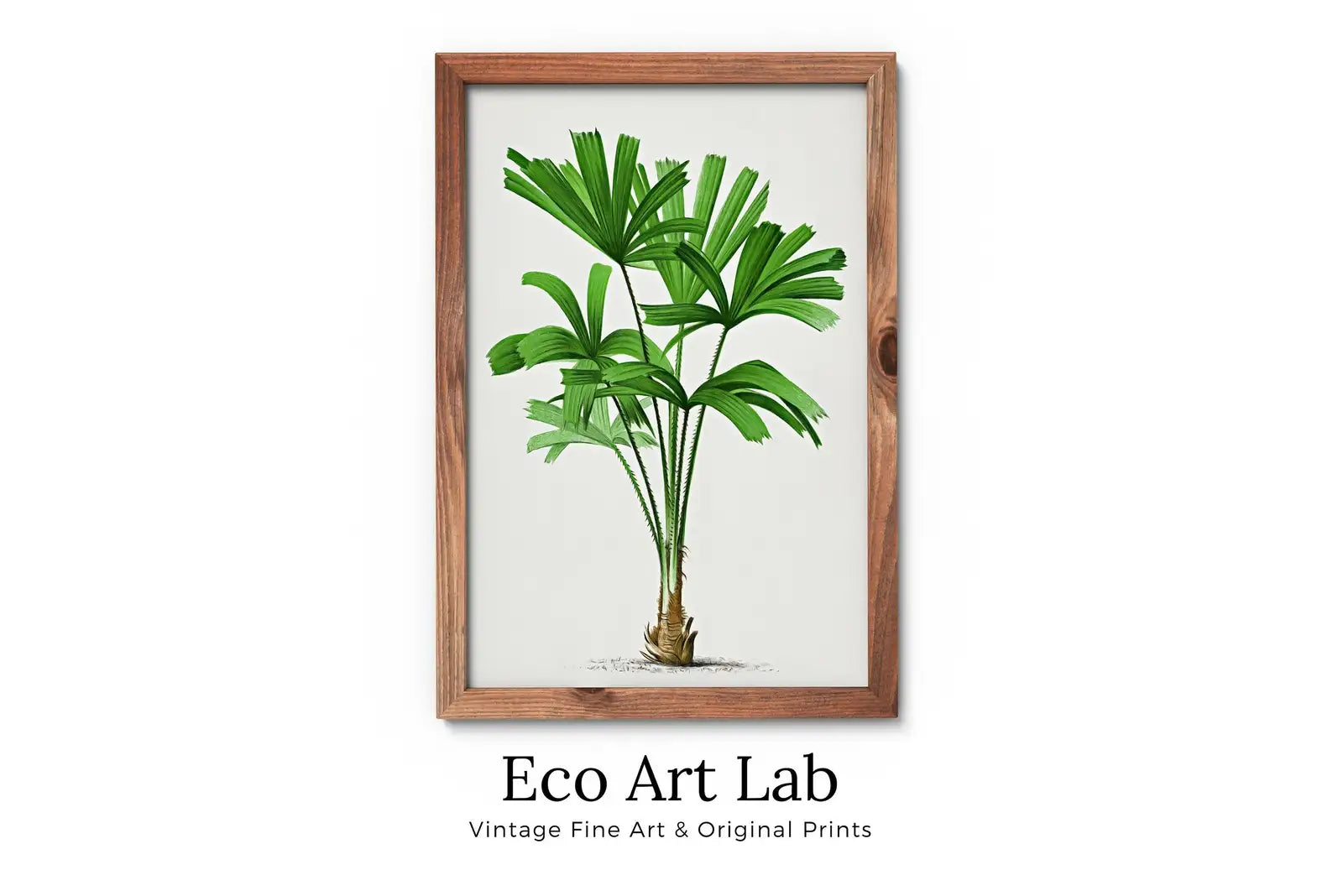 Framed view of Printable Vintage Palm Tree Art. Instant Download Botanical Wall Art Print. Vintage Tropical Poster. Palm Trees Digital Nature Print #24 – printable wall art digital download.