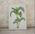 Second included artwork preview from Printable Vintage Palm Tree Art. Instant Download Botanical Wall Art Vintage Tropical Poster. Palm Trees Print Nature Poster Digital Art #12 featuring various scenes.