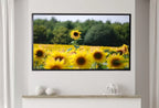 Samsung Frame TV 4K Art Sunflowers Field. Summer Landscape Flowers Photography . Floral Botanical Art Sunflower Decor – Frame TV  Art