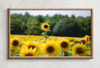 Detail view of artwork from Samsung Frame TV 4K Art Sunflowers Field. Summer Landscape Flowers Photography Digital Download. Floral Botanical Art Sunflower Decor. (variation 2)