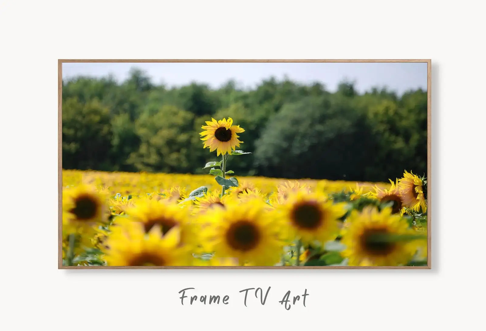 Samsung Frame TV 4K Art Sunflowers Field. Summer Landscape Flowers Photography Digital Download. Floral Botanical Art Sunflower Decor displayed on Samsung Frame TV on a living room wall.