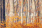 Included artwork preview showing first selection of artworks from Samsung Frame TV Art 4K Autumn Forest Trail Landscape Digital Painting. Instant Download Fall Art for the Samsung Frame TV. Art for TV.