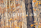 Second included artwork preview from Samsung Frame TV Art 4K Autumn Forest Trail Landscape Digital Painting. Instant Download Fall Art for the Samsung Frame TV. Art for TV featuring various scenes.