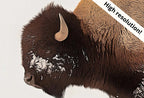Art pour Frame TV 4K, bison debout dans un paysage enneigé, peinture numérique. Art de bison à télécharger instantanément pour Frame TV.