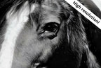 Detail view of artwork from Samsung Frame TV Art 4K Black and White Horse Photography. Instant Download Black and White Horse Photo. Equestrian Art for Frame TV. (variation 1)
