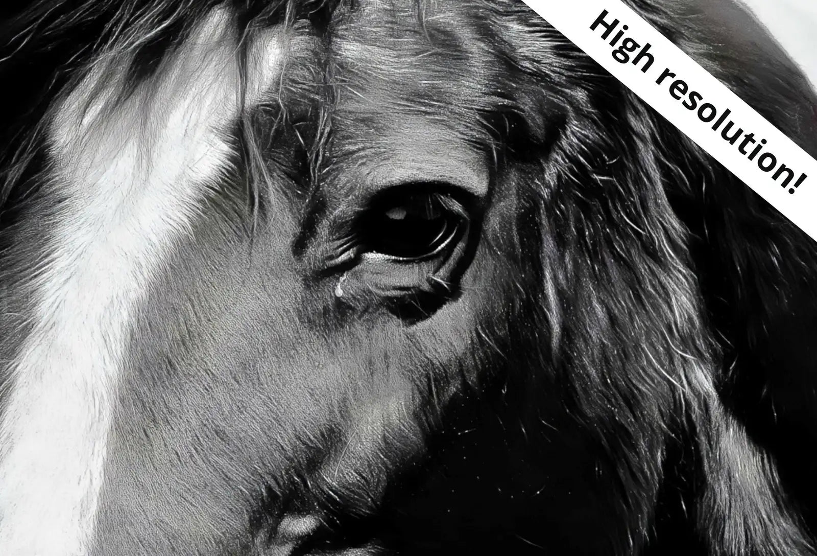 Detail view of artwork from Samsung Frame TV Art 4K Black and White Horse Photography. Instant Download Black and White Horse Photo. Equestrian Art for Frame TV. (variation 1)