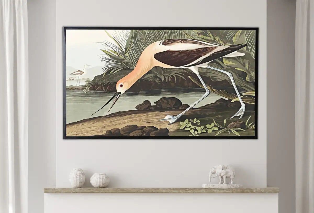 Detail view of artwork from Samsung Frame TV Art 4K Exotic Bird Vintage Painting. American Avocet Bird Samsung TV Art. Digital Download. Nature Art for Samsung Frame TV. (variation 2)