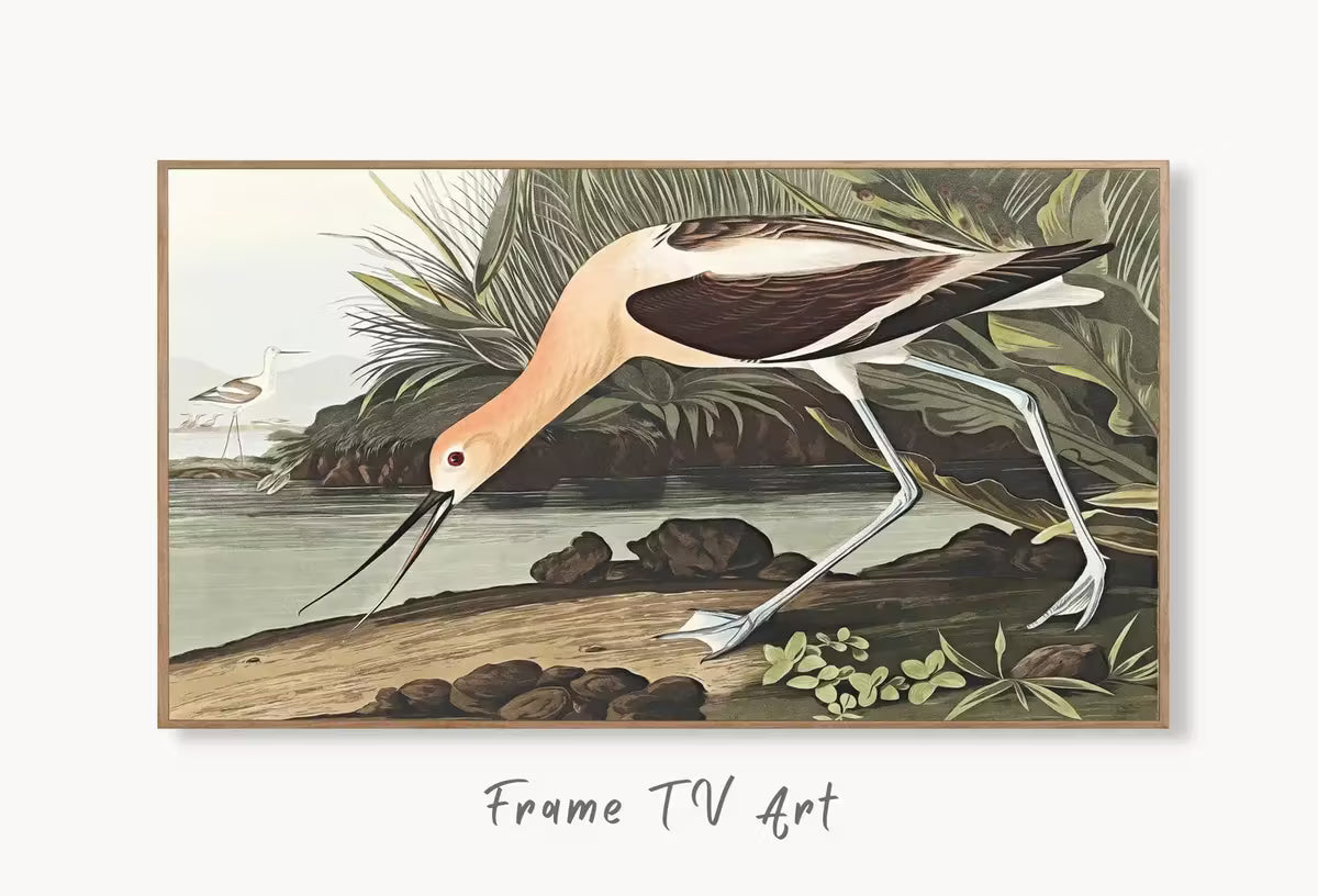 Samsung Frame TV Art 4K Exotic Bird Vintage Painting. American Avocet Bird Samsung TV Art. . Nature Art for Samsung Frame TV – Frame TV  Art