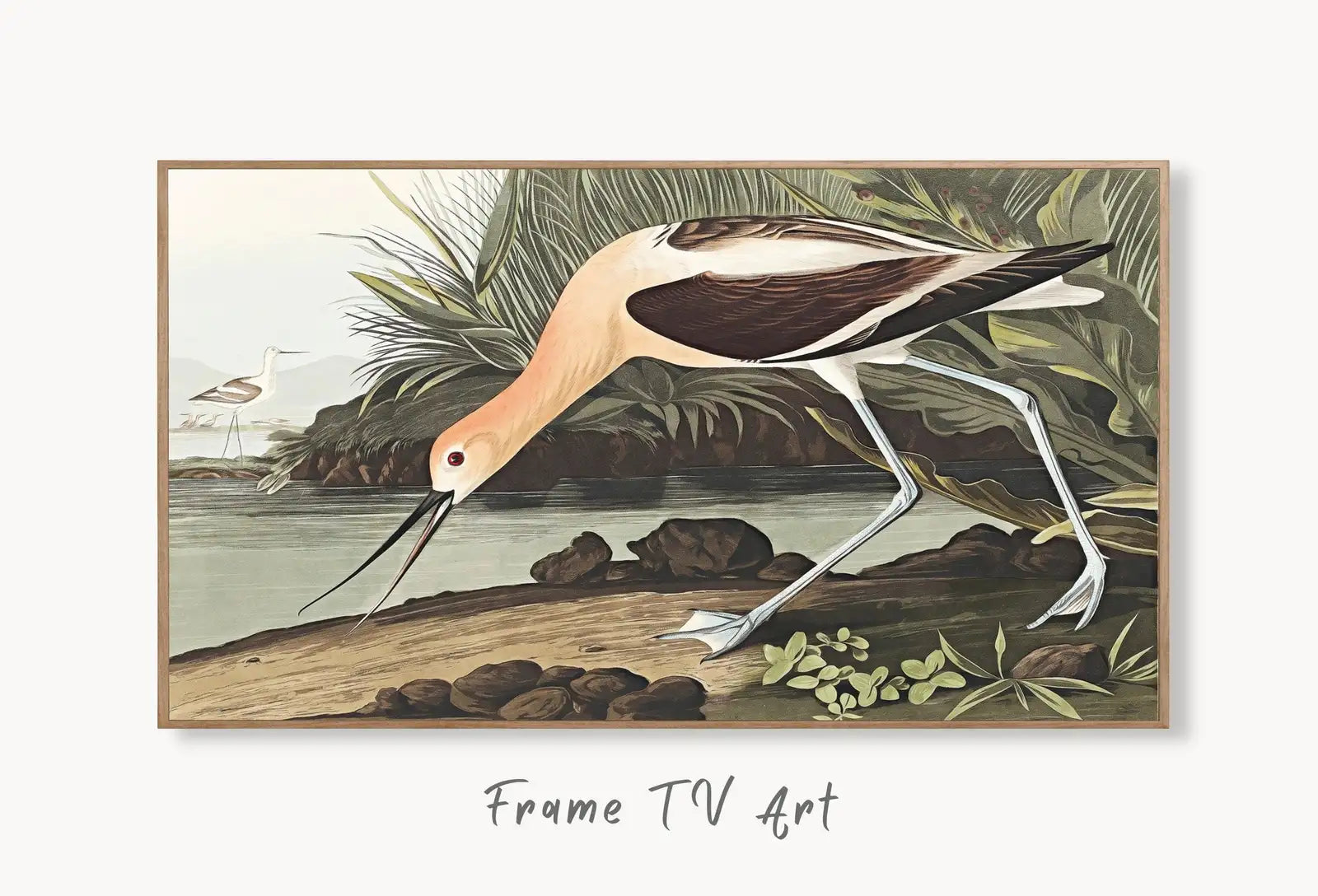 Samsung Frame TV Art 4K Exotic Bird Vintage Painting. American Avocet Bird Samsung TV Art. Digital Download. Nature Art for Samsung Frame TV displayed on Samsung Frame TV on a living room wall.