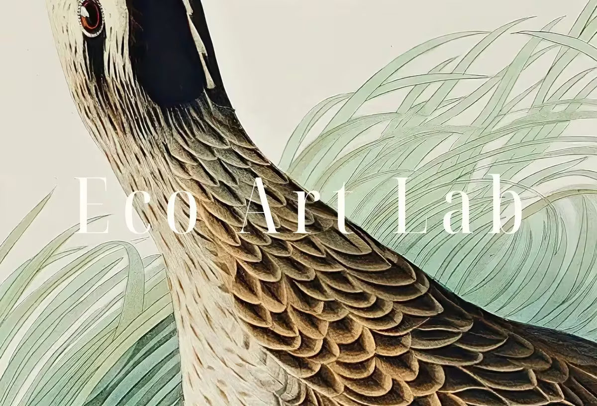 Samsung Frame TV Art 4K Exotic Bird Vintage Painting. Hudsonian Curlew Samsung TV Art. . Nature Art for Samsung Frame TV – Frame TV  Art