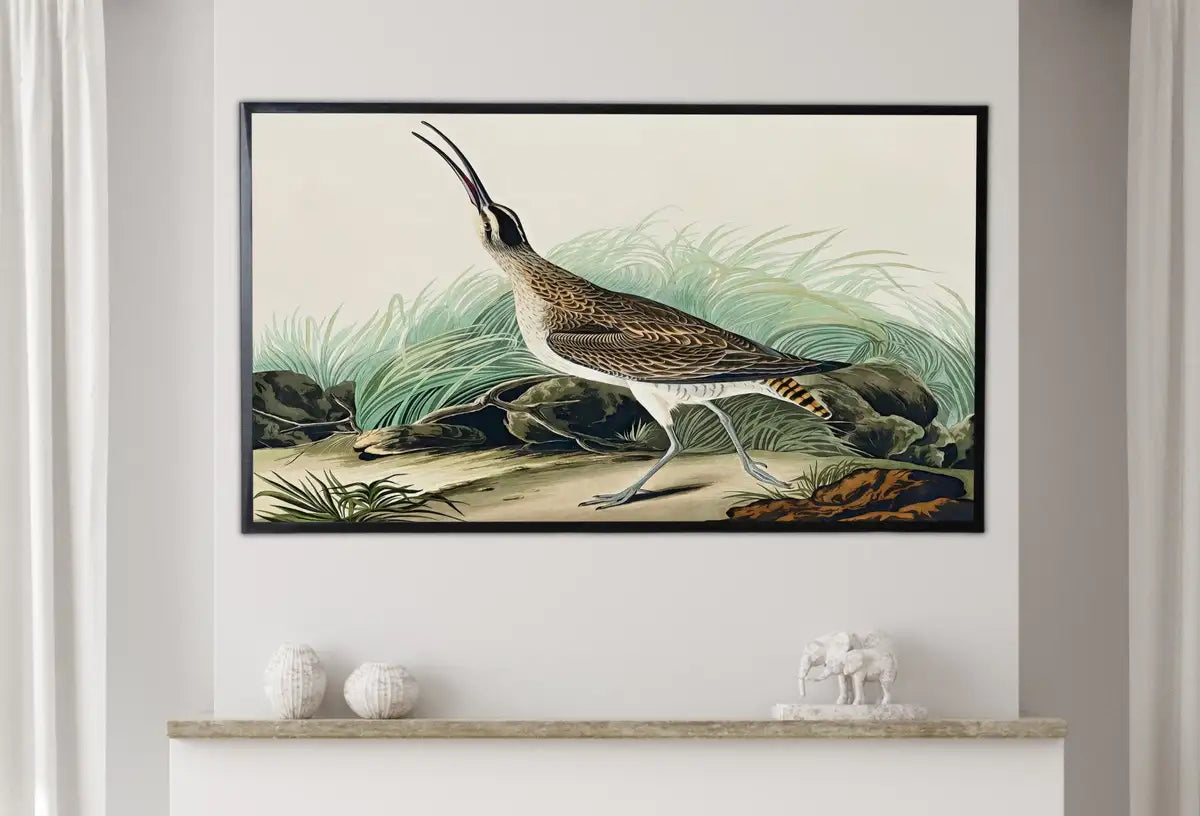 Detail view of artwork from Samsung Frame TV Art 4K Exotic Bird Vintage Painting. Hudsonian Curlew Samsung TV Art. Digital Download. Nature Art for Samsung Frame TV. (variation 2)