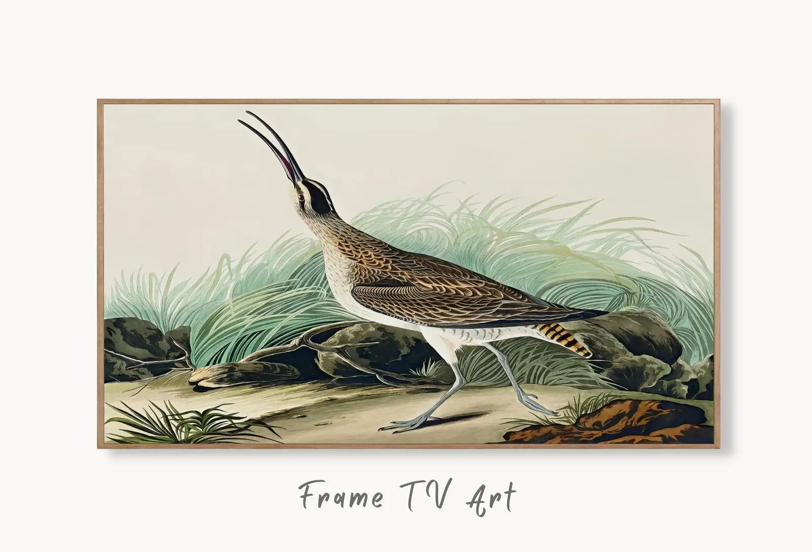 Samsung Frame TV Art 4K Exotic Bird Vintage Painting. Hudsonian Curlew Samsung TV Art. Digital Download. Nature Art for Samsung Frame TV displayed on Samsung Frame TV on a living room wall.