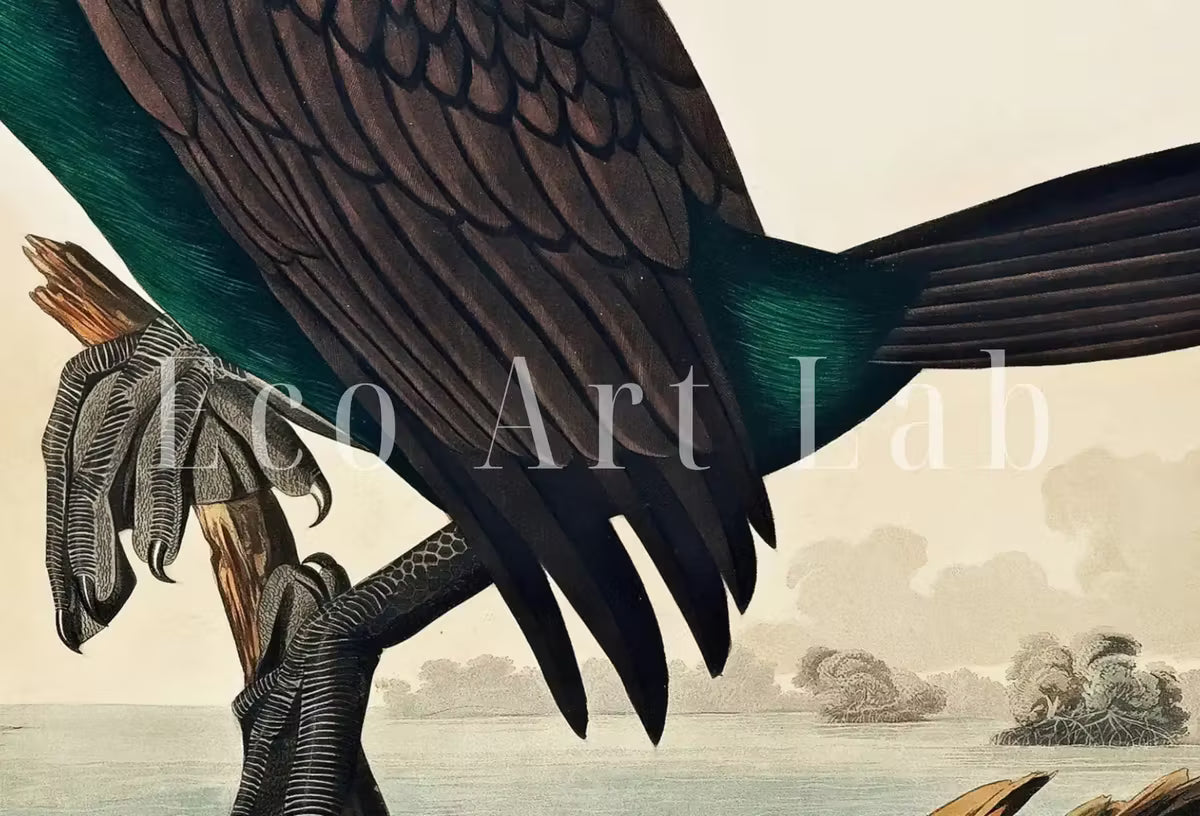 Samsung Frame TV Art 4K Florida Cormorant Tropical Bird Painting. Vintage Samsung TV Art. . Nature Art for Samsung Frame TV – Frame TV  Art