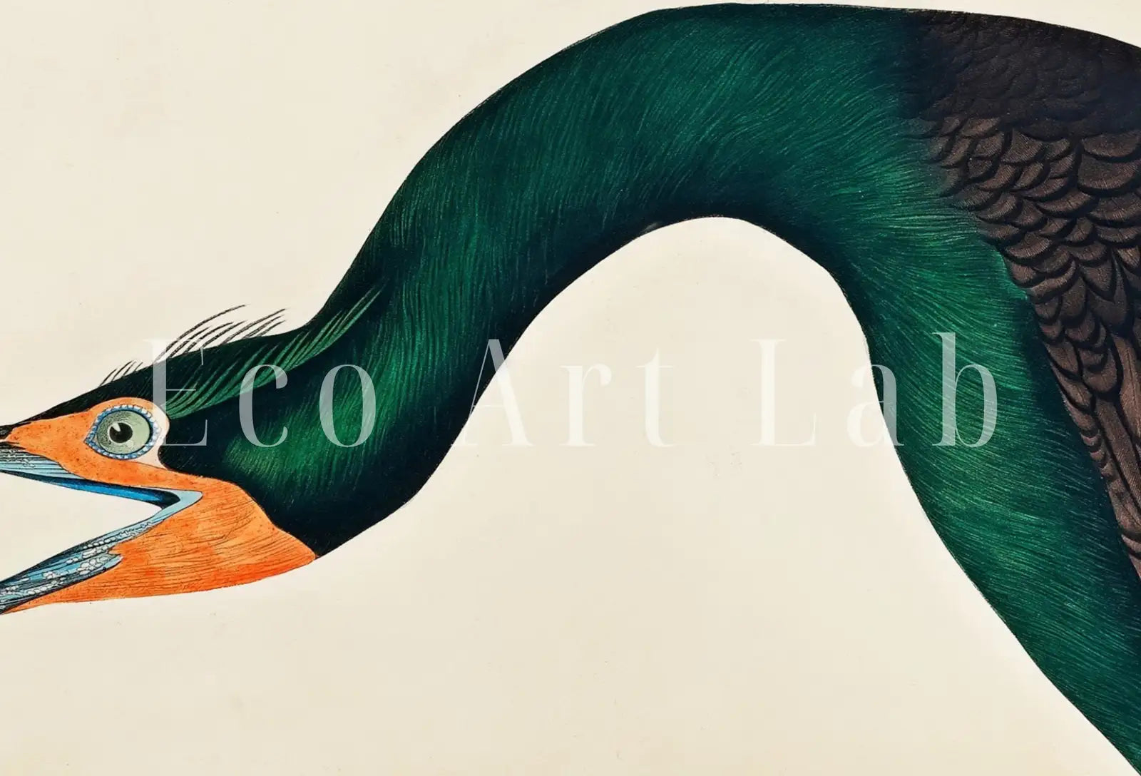 Detail view of artwork from Samsung Frame TV Art 4K Florida Cormorant Tropical Bird Painting. Vintage Samsung TV Art. Digital Download. Nature Art for Samsung Frame TV. (variation 1)