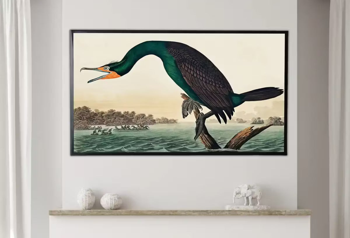 Samsung Frame TV Art 4K Florida Cormorant Tropical Bird Painting. Vintage Samsung TV Art. . Nature Art for Samsung Frame TV – Frame TV  Art