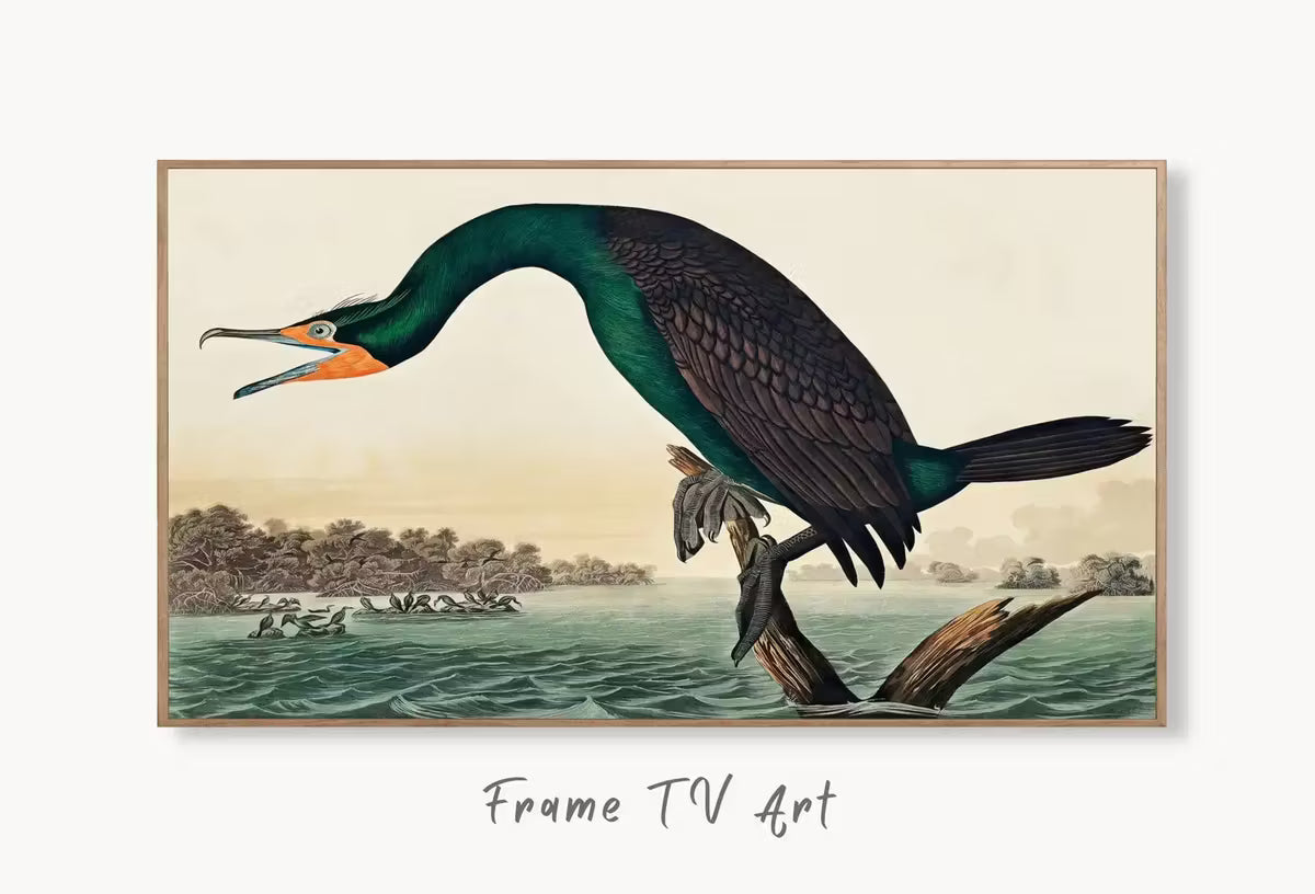 Samsung Frame TV Art 4K Florida Cormorant Tropical Bird Painting. Vintage Samsung TV Art. . Nature Art for Samsung Frame TV – Frame TV  Art
