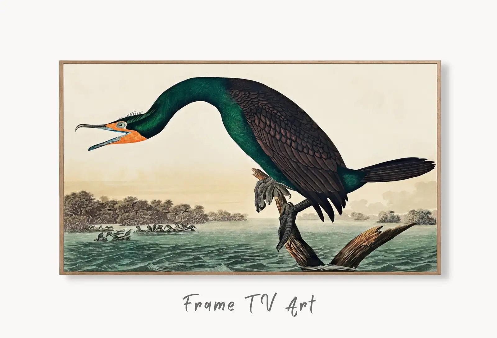 Samsung Frame TV Art 4K Florida Cormorant Tropical Bird Painting. Vintage Samsung TV Art. Digital Download. Nature Art for Samsung Frame TV displayed on Samsung Frame TV on a living room wall.