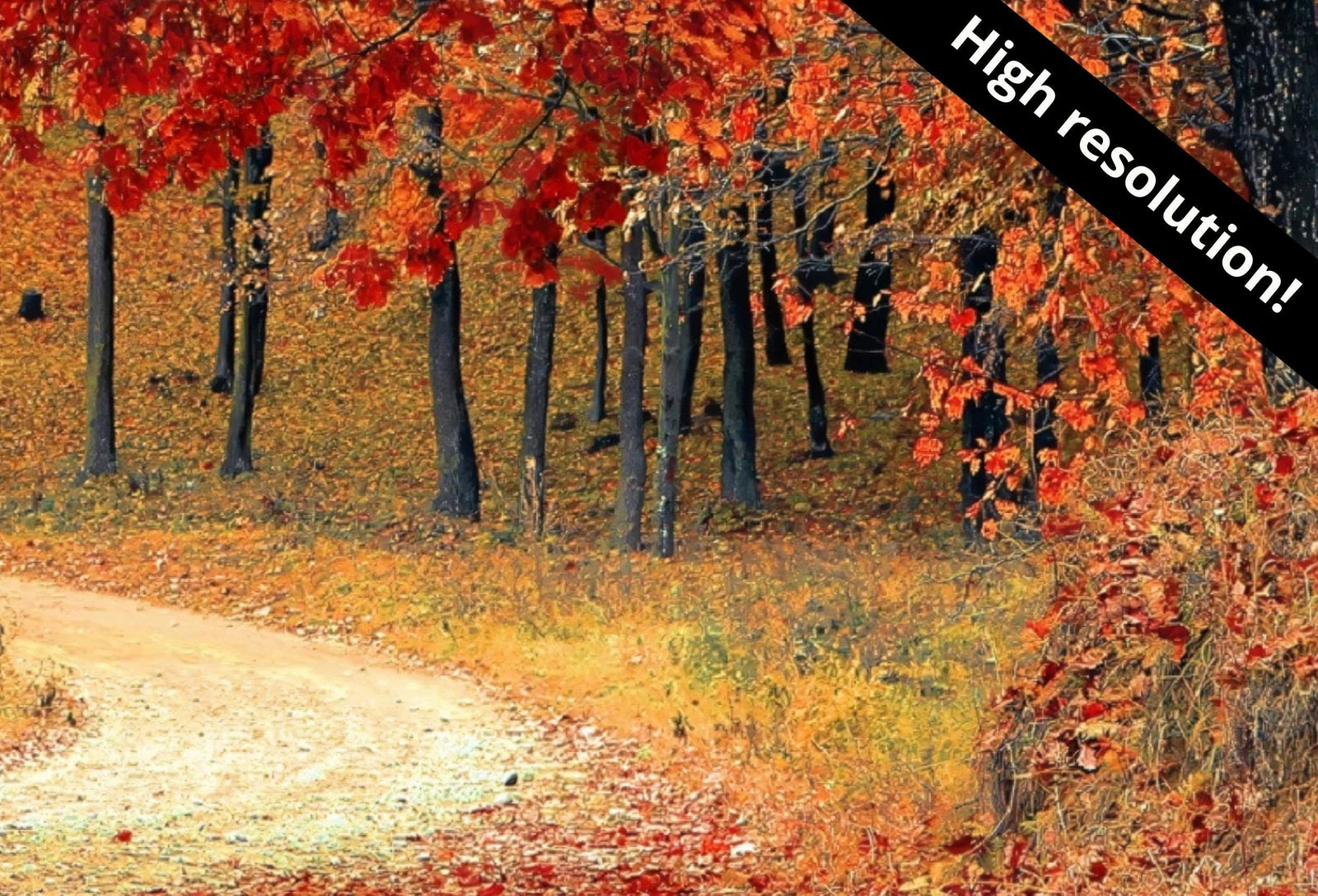 Art pour Frame TV 4K, sentier forestier à l’automne. Téléchargement instantané d’art d’automne pour The Frame TV