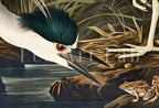 Included artwork preview showing first selection of artworks from Samsung Frame TV Art 4K Night Heron Tropical Bird Vintage Painting. Samsung TV Art Vintage. Digital Download Nature Art for Samsung Frame TV.