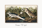 Samsung Frame TV Art 4K Night Heron Tropical Bird Vintage Painting. Samsung TV Art Vintage. Digital Download Nature Art for Samsung Frame TV displayed on Samsung Frame TV on a living room wall.
