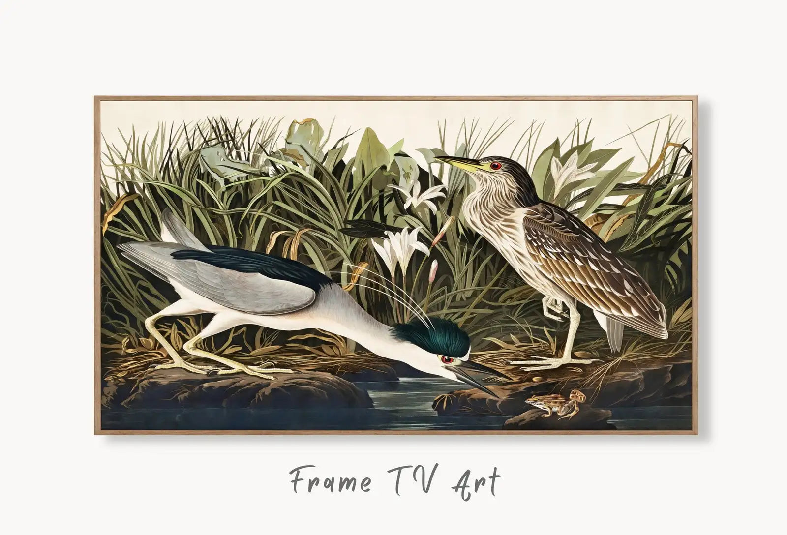 Samsung Frame TV Art 4K Night Heron Tropical Bird Vintage Painting. Samsung TV Art Vintage. Digital Download Nature Art for Samsung Frame TV displayed on Samsung Frame TV on a living room wall.