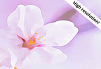 Included artwork preview showing first selection of artworks from Samsung Frame TV Art 4K Pink Cherry Blossom Tree Digital Painting. Instant Download Pink Blossom Floral Art for Frame TV. Botanical Wall Art.