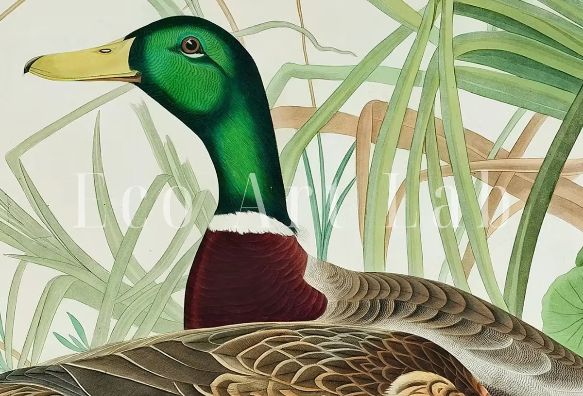 Samsung Frame TV Art 4K Tropical Bird Vintage Duck Painting. Mallard Duck Samsung TV Art. . Nature Art for Samsung Frame TV – Frame TV  Art