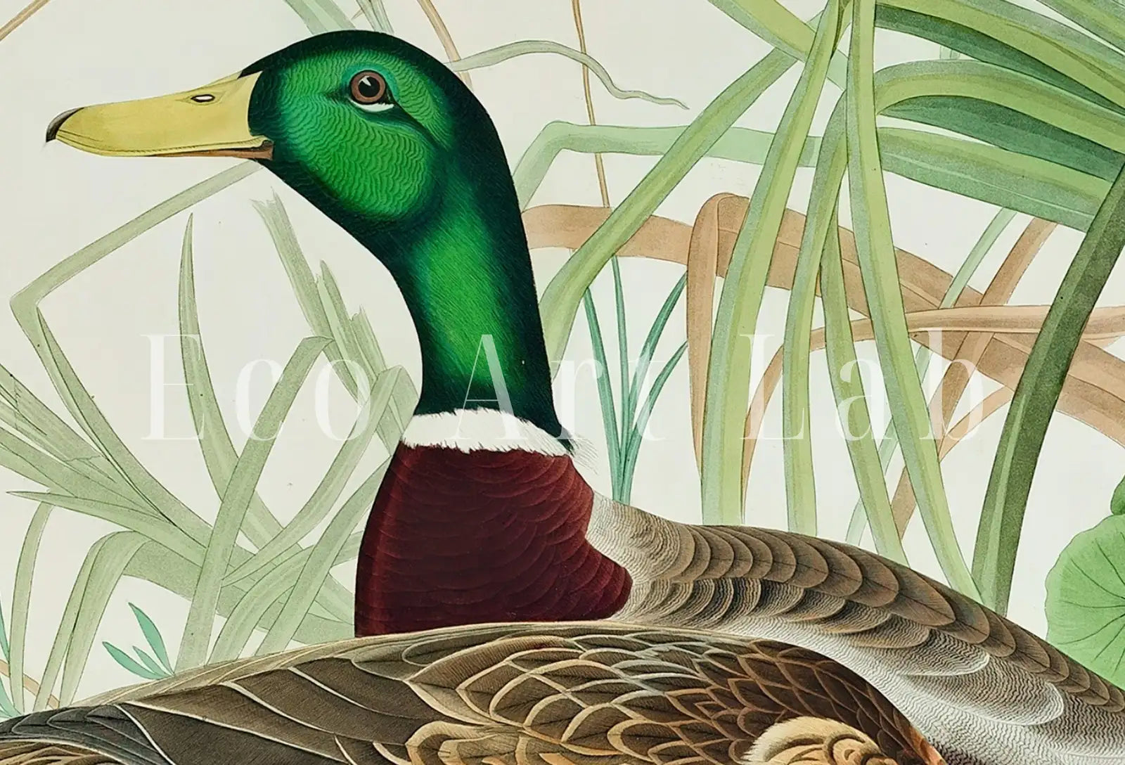 Included artwork preview showing first selection of artworks from Samsung Frame TV Art 4K Tropical Bird Vintage Duck Painting. Mallard Duck Samsung TV Art. Digital Download. Nature Art for Samsung Frame TV.