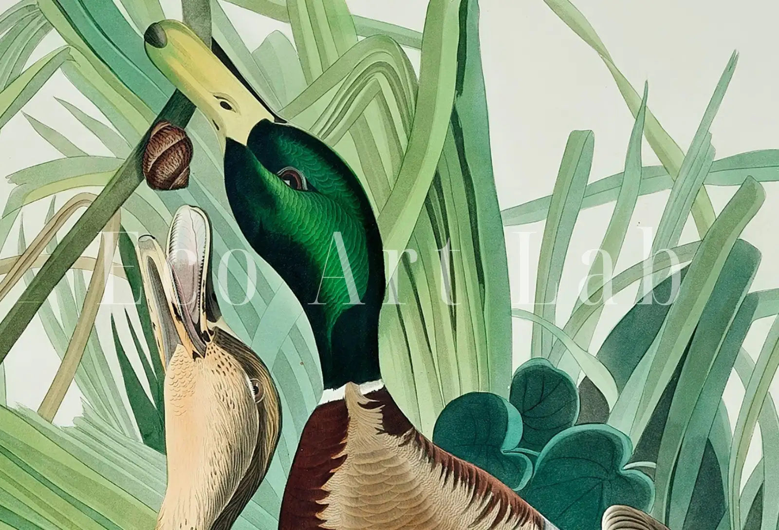 Detail view of artwork from Samsung Frame TV Art 4K Tropical Bird Vintage Duck Painting. Mallard Duck Samsung TV Art. Digital Download. Nature Art for Samsung Frame TV. (variation 1)