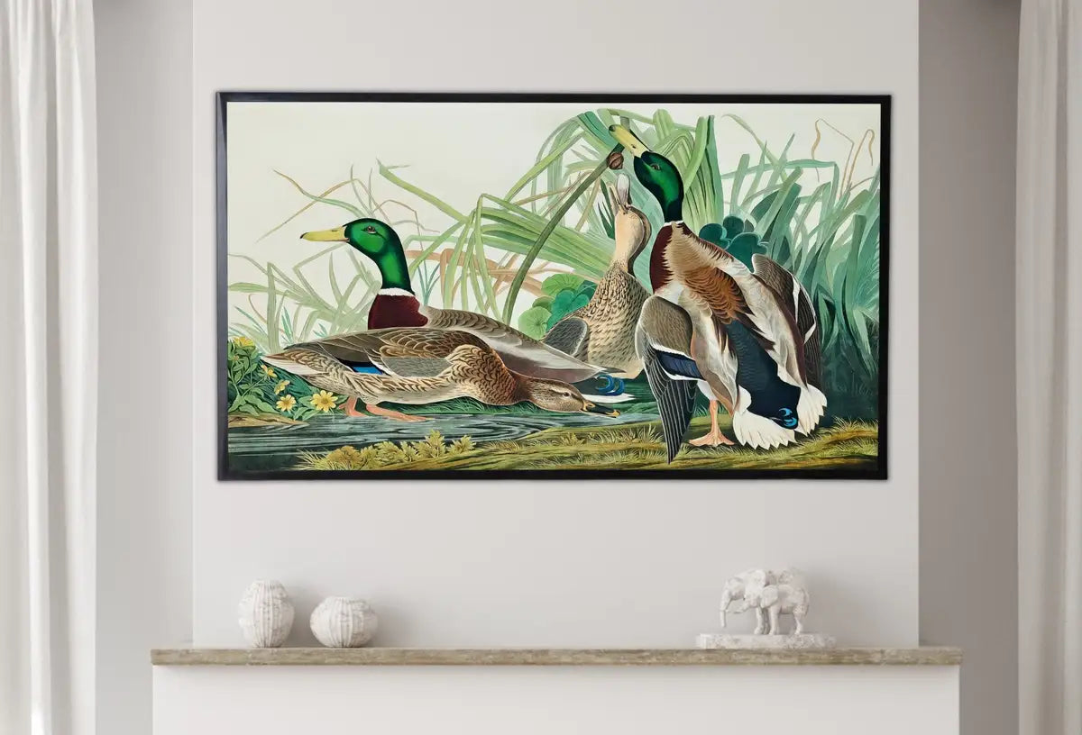 Detail view of artwork from Samsung Frame TV Art 4K Tropical Bird Vintage Duck Painting. Mallard Duck Samsung TV Art. Digital Download. Nature Art for Samsung Frame TV. (variation 2)