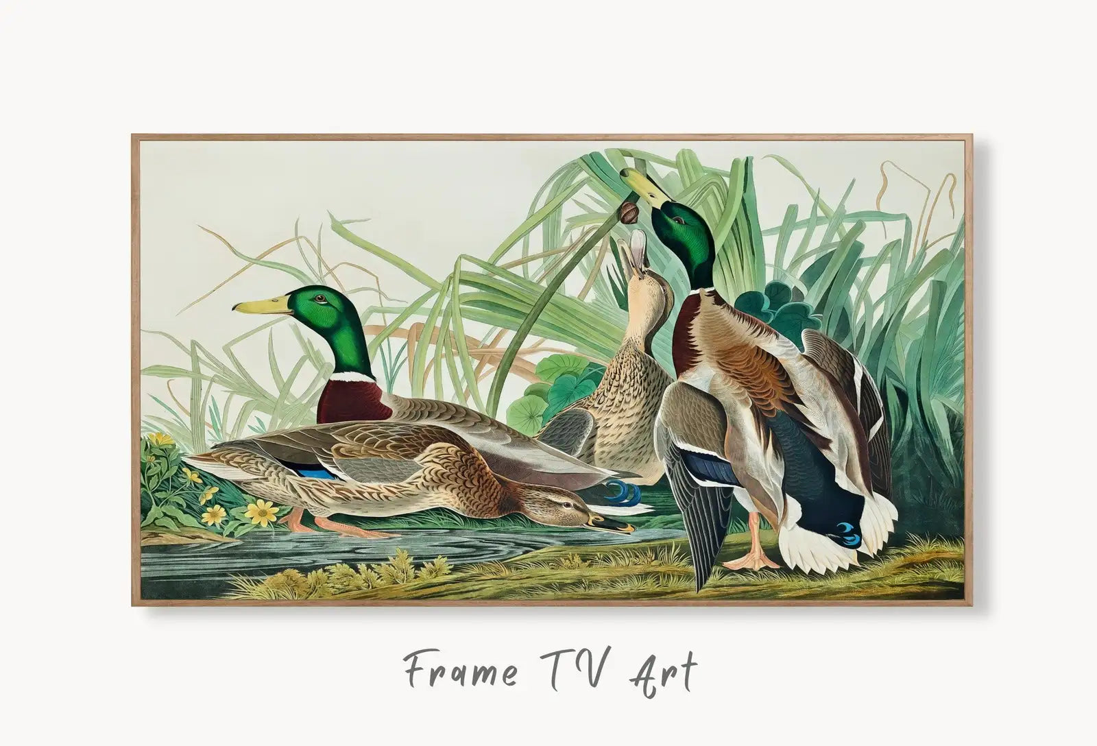 Samsung Frame TV Art 4K Tropical Bird Vintage Duck Painting. Mallard Duck Samsung TV Art. Digital Download. Nature Art for Samsung Frame TV displayed on Samsung Frame TV on a living room wall.