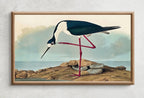Second included artwork preview from Samsung Frame TV Art 4K Tropical Bird Vintage Painting. Samsung TV Art Digital Download. Long-legged Avocet. Nature Art for Samsung Frame TV featuring various scenes.