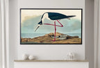 Detail view of artwork from Samsung Frame TV Art 4K Tropical Bird Vintage Painting. Samsung TV Art Digital Download. Long-legged Avocet. Nature Art for Samsung Frame TV. (variation 1)