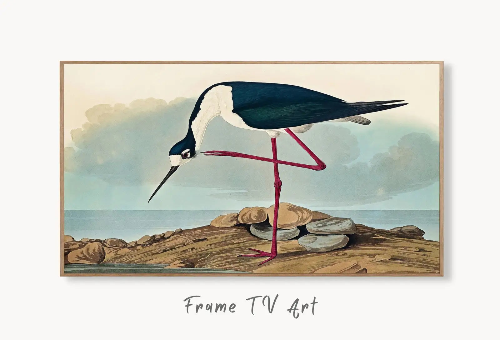 Samsung Frame TV Art 4K Tropical Bird Vintage Painting. Samsung TV Art Digital Download. Long-legged Avocet. Nature Art for Samsung Frame TV displayed on Samsung Frame TV on a living room wall.