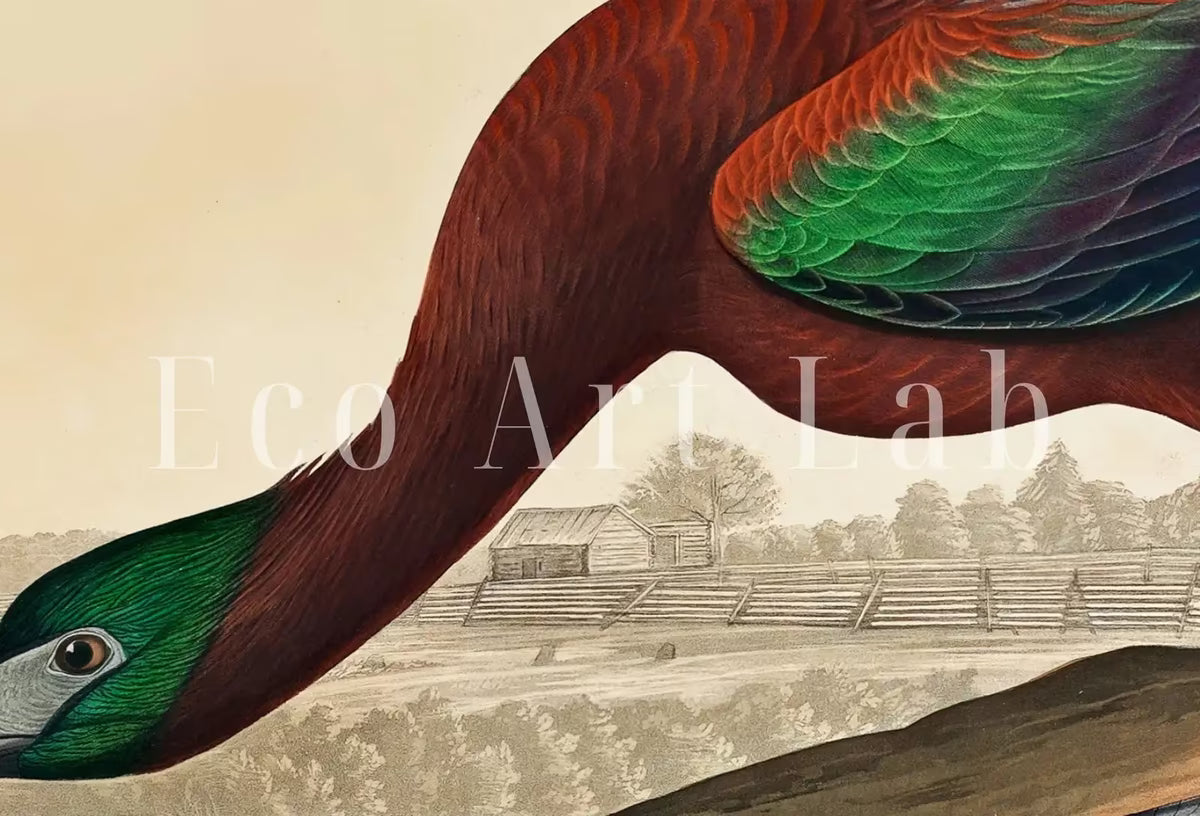 Samsung Frame TV Art 4K Tropical Bird Vintage Painting. Glossy Ibis Samsung TV Art. . Nature Art for Samsung Frame TV – Frame TV  Art