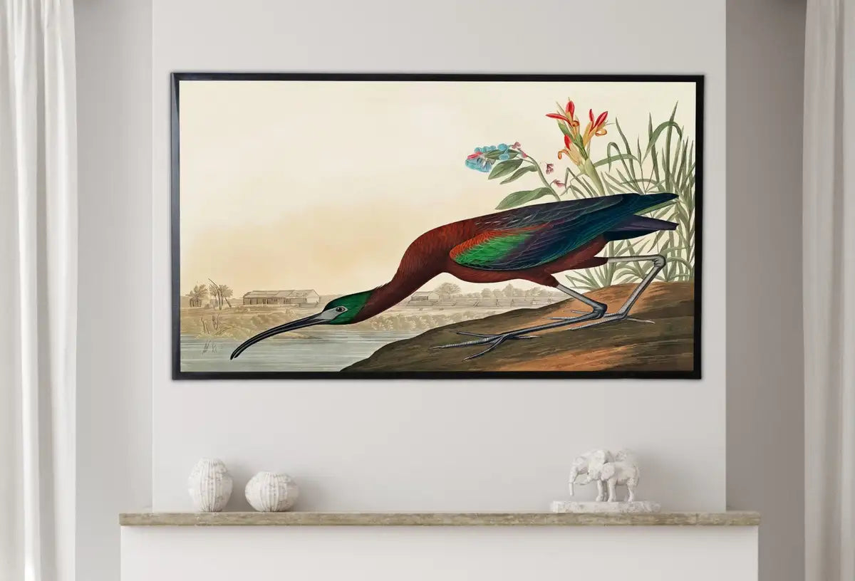 Detail view of artwork from Samsung Frame TV Art 4K Tropical Bird Vintage Painting. Glossy Ibis Samsung TV Art. Digital Download. Nature Art for Samsung Frame TV. (variation 2)